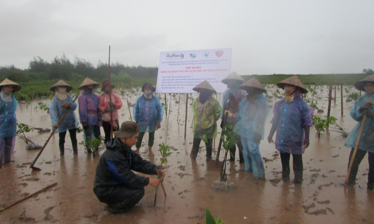  Training on mangrove forest recovery in Xuan Thuy National Park, Nam Dinh Province