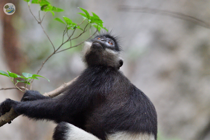  PROCESS OF DISCOVERING THE SECOND IMPORTANT DELACOUR’ LANGUR POPULATION IN VIETNAM