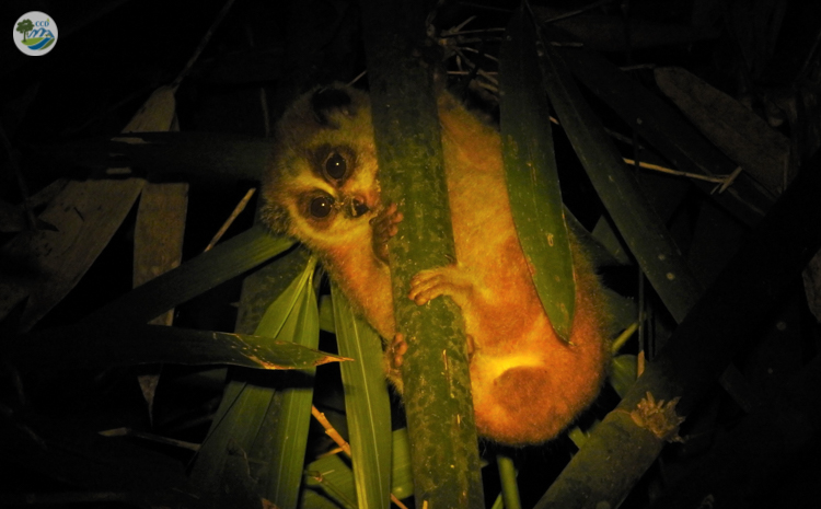  Lorises (Nycticebus spp.) conservation at Xuan Lien Nature Reserve