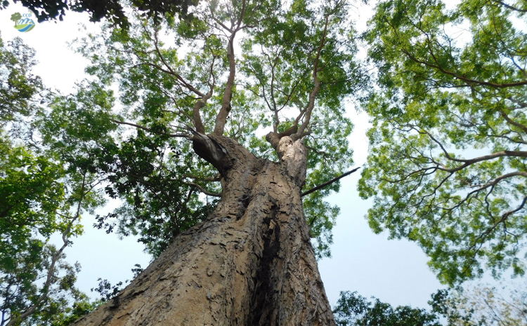  THE PROPOSED PLAN FOR MANAGEMENT AND CONSERVATION OF THE VUNERABLE DALBERGIA COCHINCHINENSIS AND ENGANGERED DALBERGIA OLIVERI IN VIETNAM