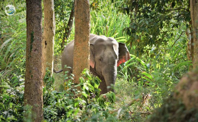  ELEPHANTS IN VIETNAM URGENTLY NEED CONSERVATION PLANS AND ACTIONS