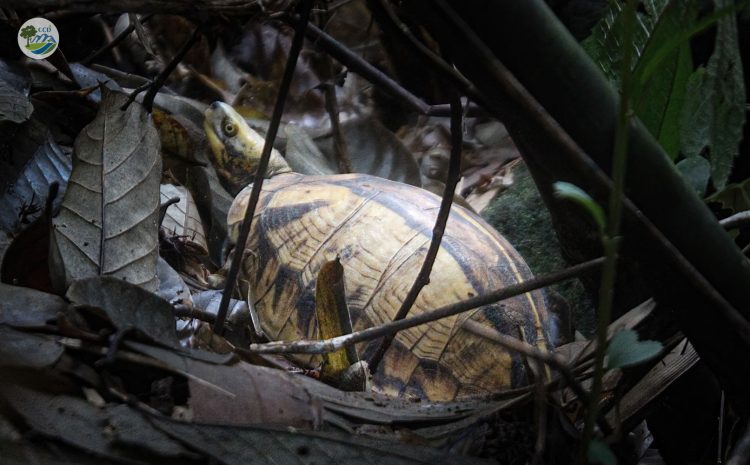  THE HOMECOMING OF INDOCHINESE BOX TURTLES