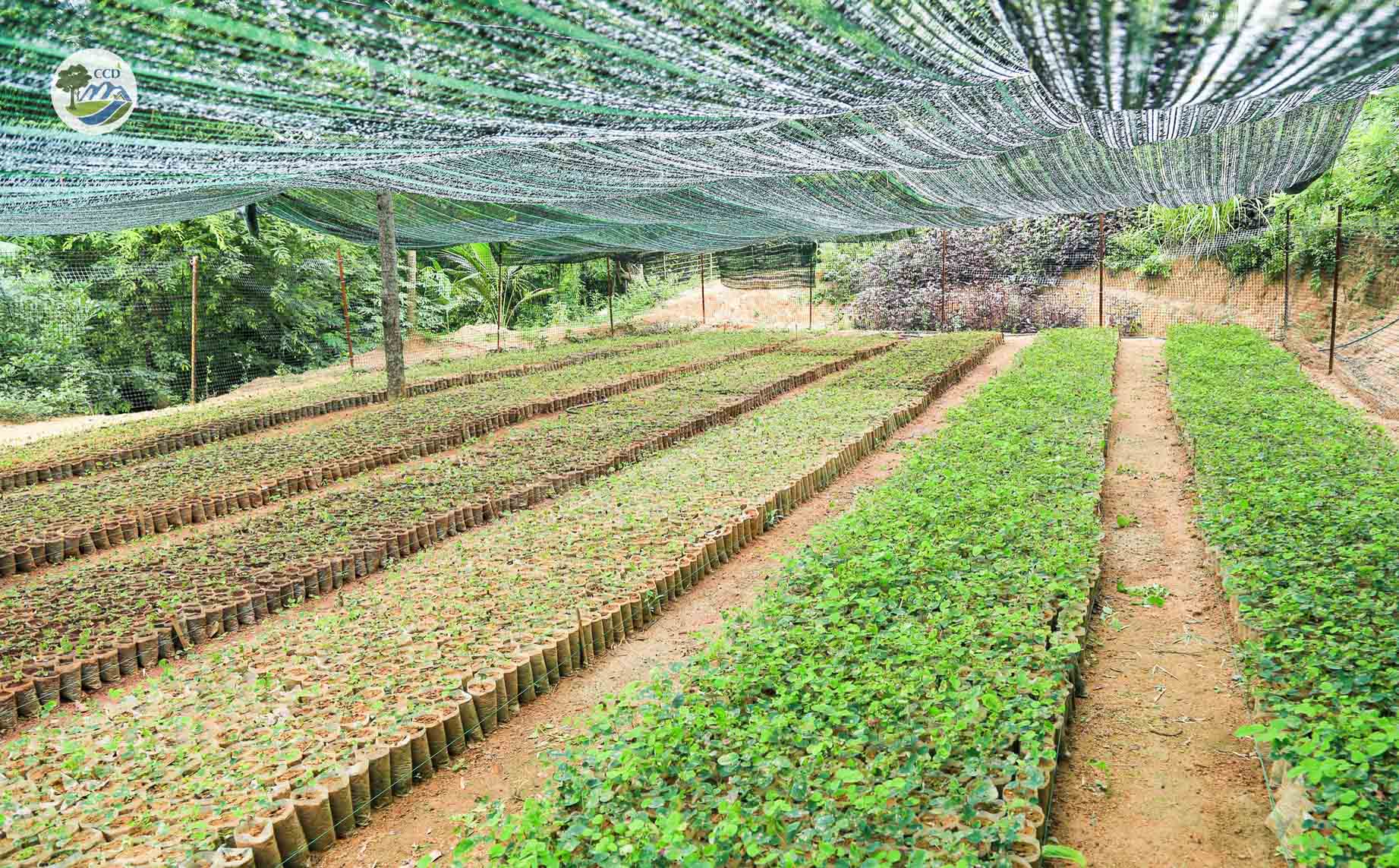 SEEDS OF SUSTAINABLE FOREST RESTORATION IN QUANG TRI AND DONG NAI