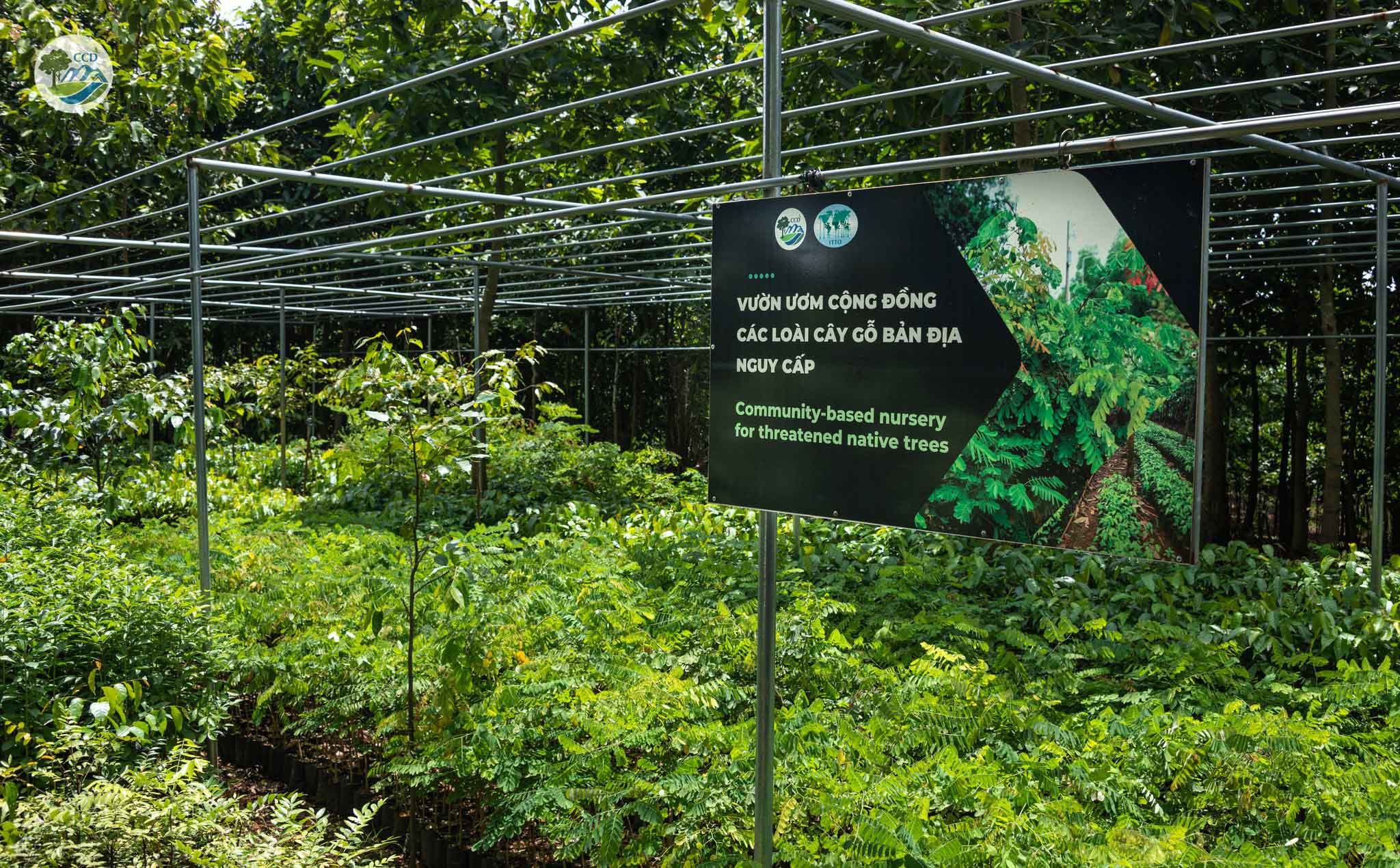 THE JOURNEY OF RESTORING DALBERGIA OLIVERI IN DONG NAI CULTURAL AND NATURAL RESERVE