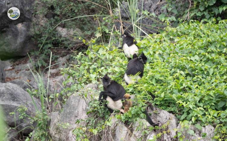 ENHANCING COMMUNITY AWARENESS AND RESPONSIBILITY IN PROTECTING THE ENDEMIC DELACOUR’S LANGUR AT KIM BANG FOREST