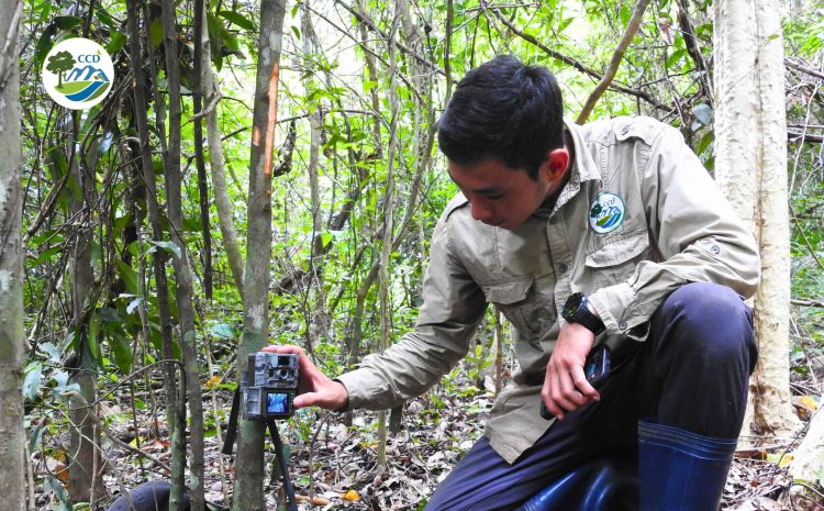 SURVEYING THE CURRENT STATUS OF GAUR, BANTENG, AND SILVER-BACKED CHEVROTAIN POPULATIONS AT EA SO NATURE RESERVE