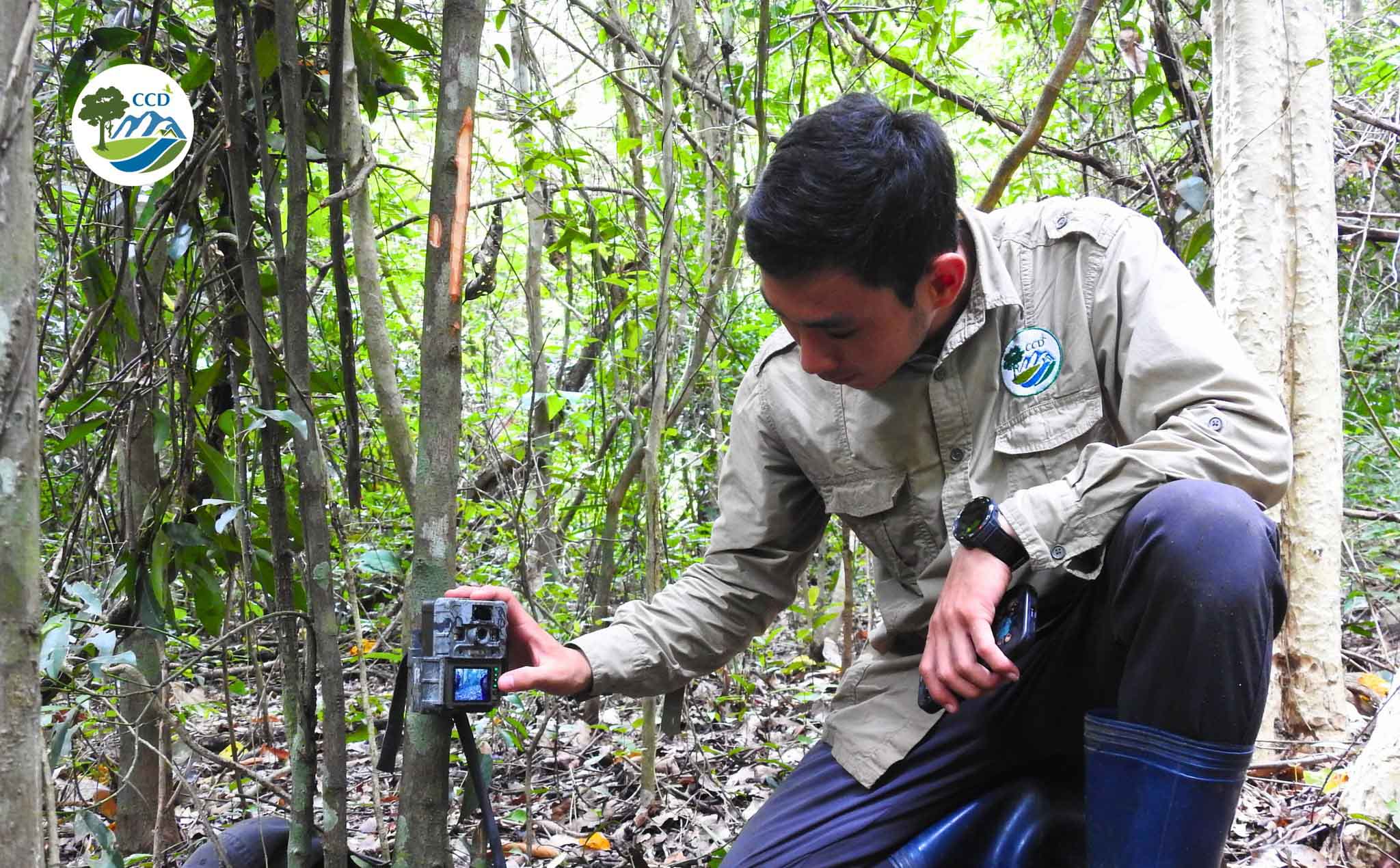 SURVEYING THE CURRENT STATUS OF GAUR, BANTENG, AND SILVER-BACKED CHEVROTAIN POPULATIONS AT EA SO NATURE RESERVE