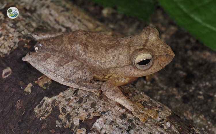 SURVEY & UPDATED CHECKLIST OF AMPHIBIANS (AMPHIBIA) IN CÁT TIÊN NATIONAL PARK