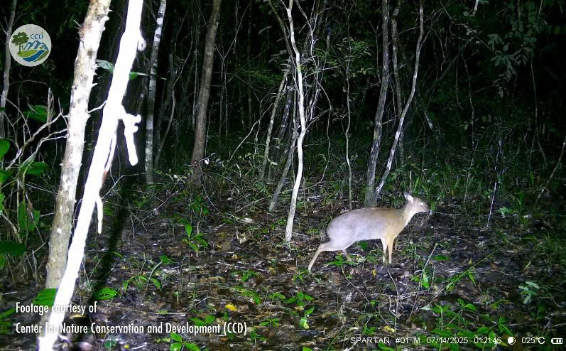 DISCOVERED A NEW RANGE OF SILVER-BACKED CHEVROTAIN