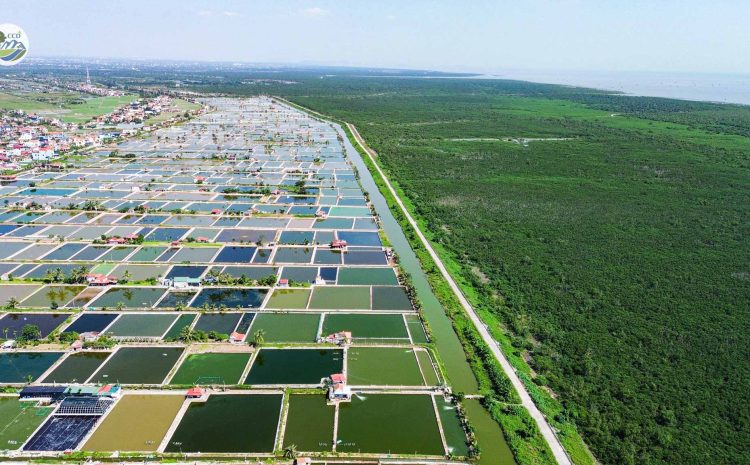  ECOTOURISM DEVELOPMENT IN THE THAI THUY WETLAND NATURE RESERVE