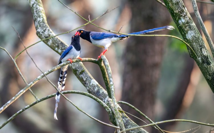  NÂNG CAO NĂNG LỰC VỀ BỘ TIÊU CHUẨN VÀ ĐÁNH GIÁ HỒ SƠ DANH LỤC IUCN
