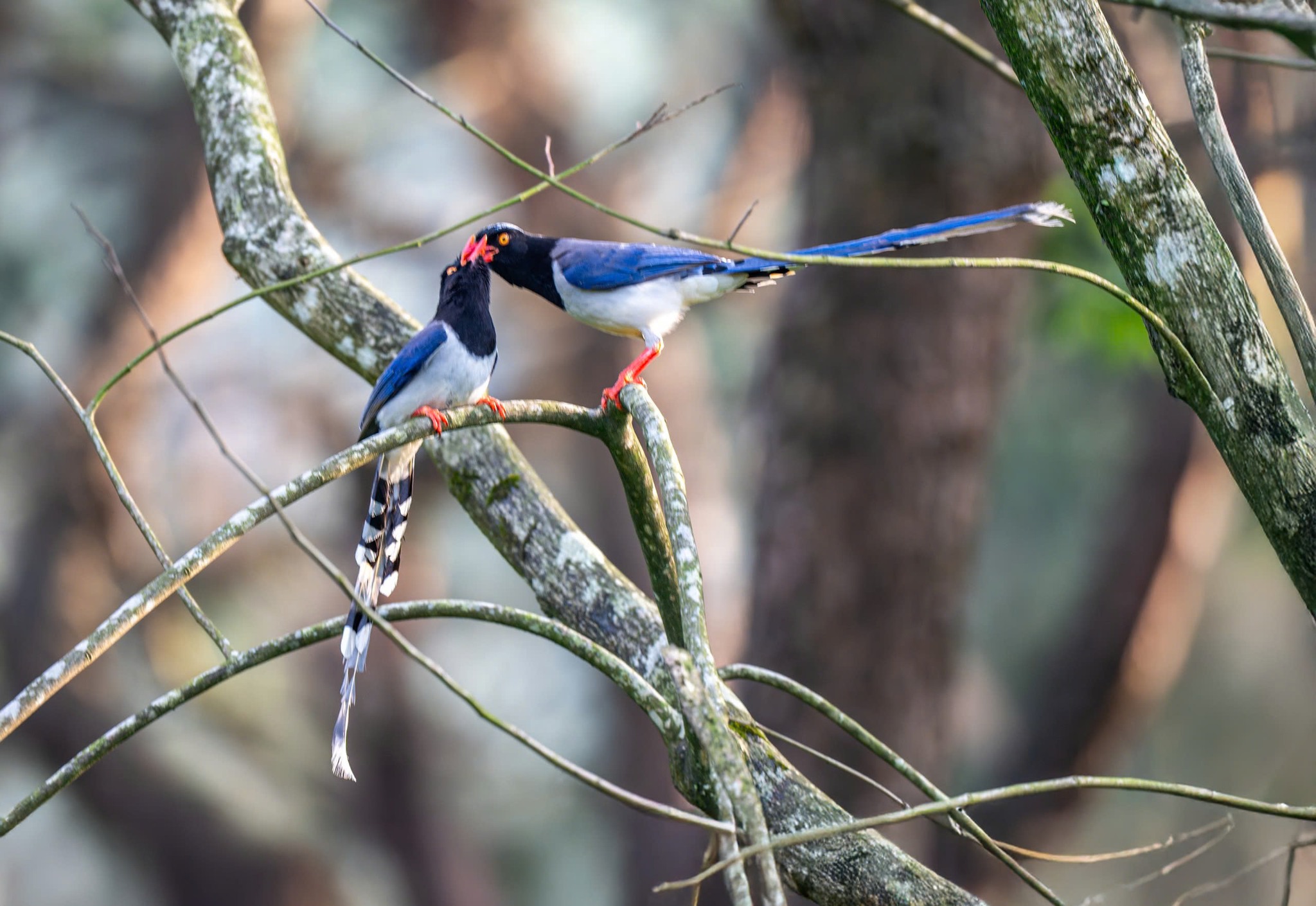 NÂNG CAO NĂNG LỰC VỀ BỘ TIÊU CHUẨN VÀ ĐÁNH GIÁ HỒ SƠ DANH LỤC IUCN