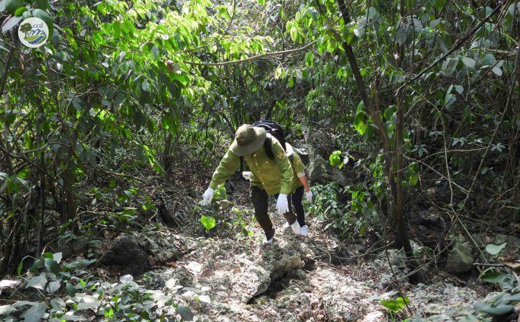 BẢO VỆ VÀ PHỤC HỒI QUẦN THỂ VOỌC MÔNG TRẮNG (TRACHYPITHECUS DELACOURI) Ở KIM BẢNG, HÀ NAM