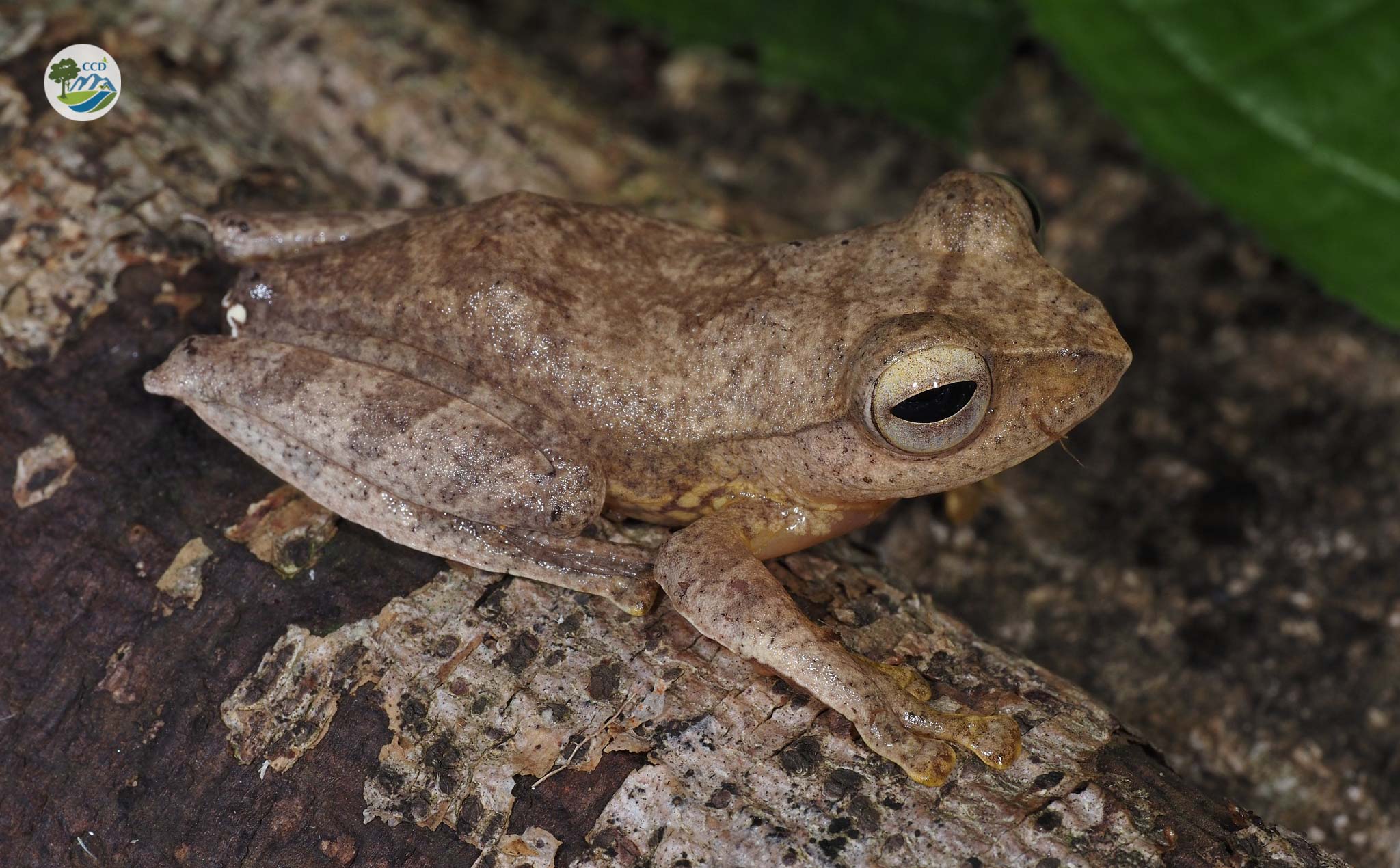 ĐIỀU TRA, CẬP NHẬT DANH LỤC CÁC LOÀI LƯỠNG CƯ (AMPHIBIA) Ở VƯỜN QUỐC GIA CÁT TIÊN