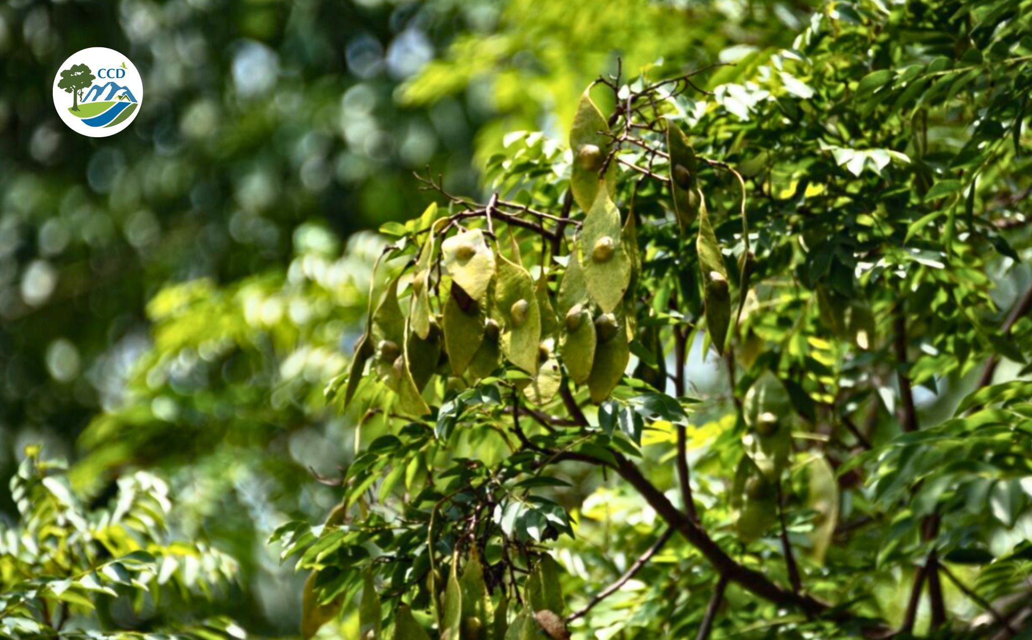 CẬP NHẬT DANH LỤC THỰC VẬT ĐỒNG NAI: BẢO VỆ RỪNG, BẢO VỆ GIÁ TRỊ ĐA DẠNG SINH HỌC VÀ BẢO VỆ AN NINH NGUỒN NƯỚC