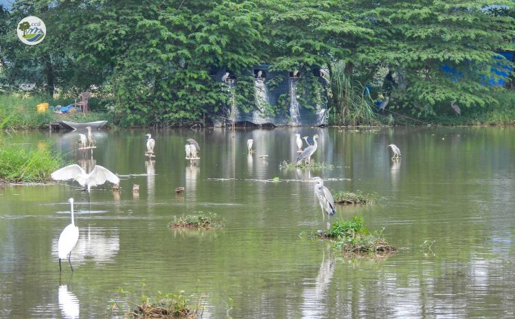 TỔ TUẦN TRA CỘNG ĐỒNG TẠI KIM BẢNG CHUNG TAY BẢO VỆ VOỌC MÔNG TRẮNG VÀ CÁC LOÀI CHIM HOANG DÃ TẠI NINH BÌNH