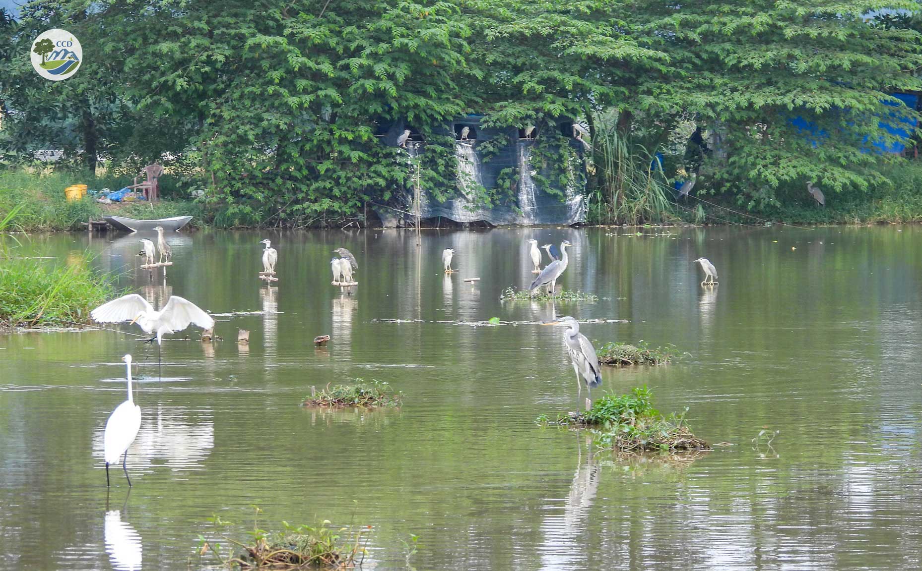 TỔ TUẦN TRA CỘNG ĐỒNG TẠI KIM BẢNG CHUNG TAY BẢO VỆ VOỌC MÔNG TRẮNG VÀ CÁC LOÀI CHIM HOANG DÃ TẠI NINH BÌNH